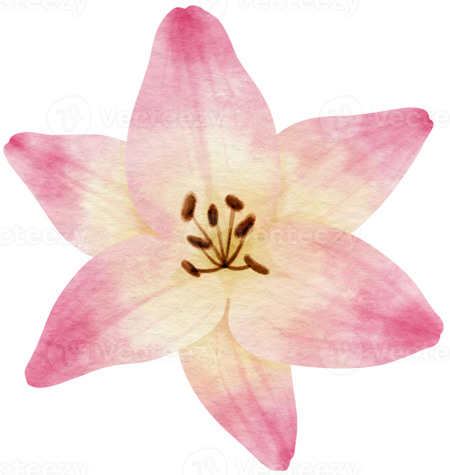 Pink flower watercolor painted for Decorative Element png