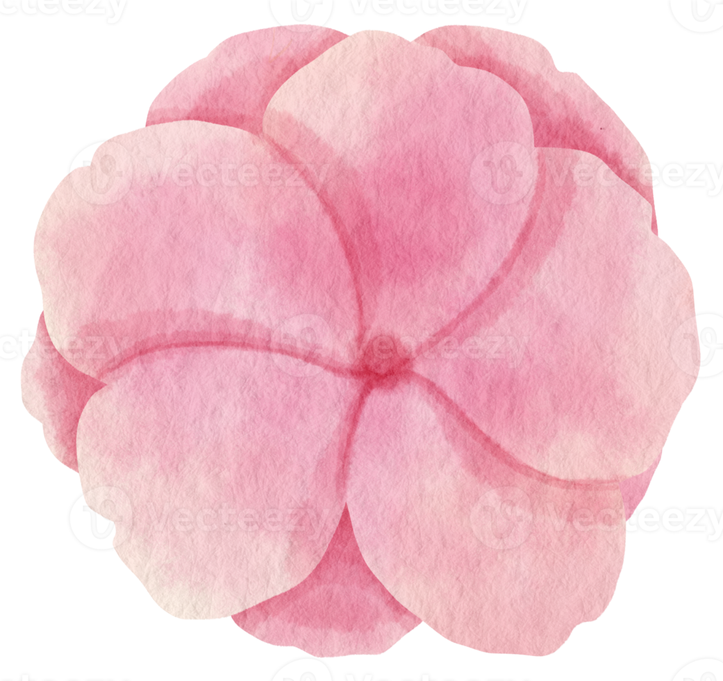 fiore rosa dipinto ad acquerello per elemento decorativo png