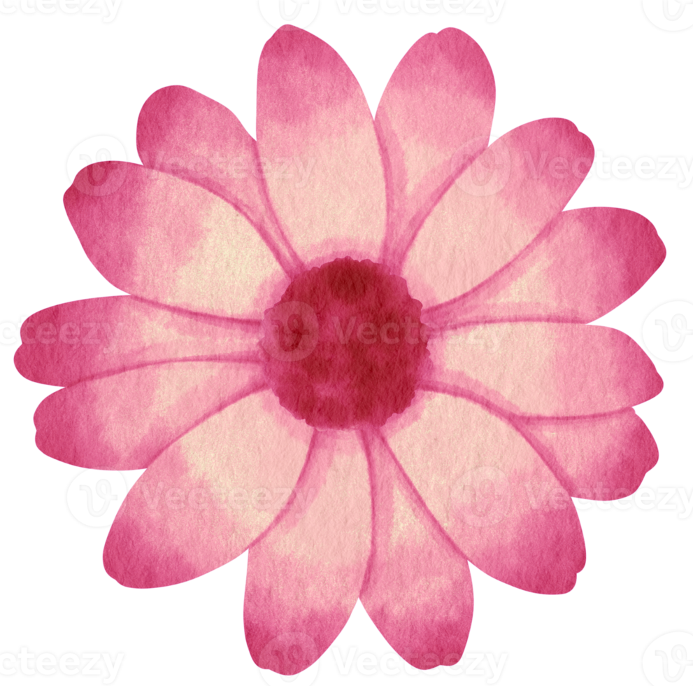 Pink flower watercolor painted for Decorative Element png