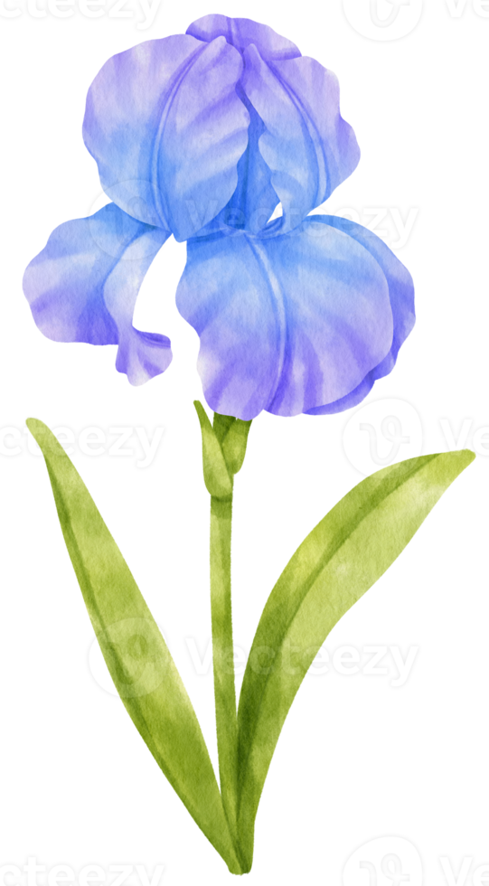 ilustración de acuarela de flores de iris azul png