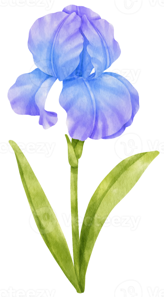 blå iris blommor akvarell illustration png