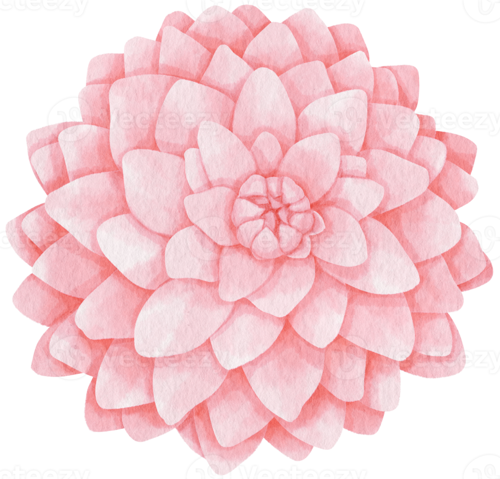 Free ilustración de acuarela de flores de dalia rosa 9785254 PNG with  Transparent Background