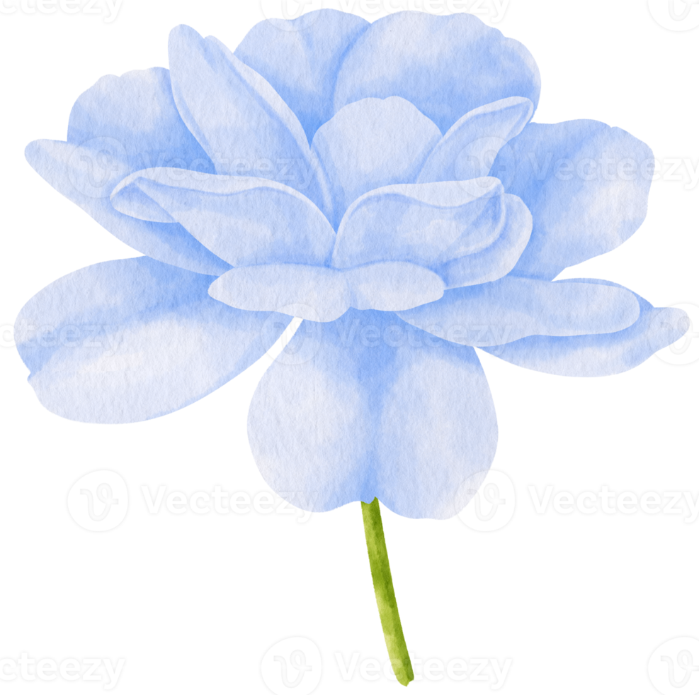 illustration aquarelle de fleurs bleues roses png