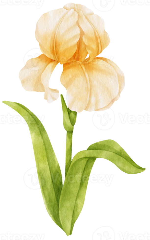 Free ilustración de acuarela de flores de iris blanco 9785261 PNG with Transparent Background Free ilustración de acuarela de flores de iris blanco 9785261 PNG with Transparent Background