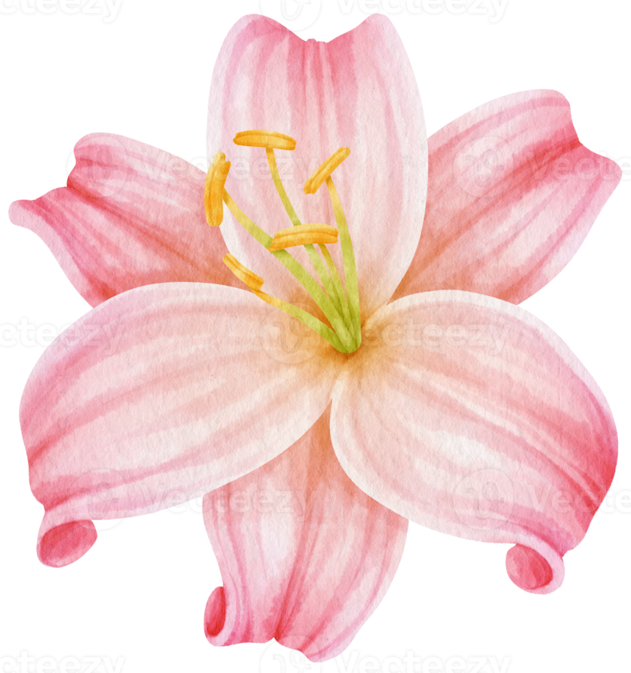 Pink lily flowers watercolor illustration png