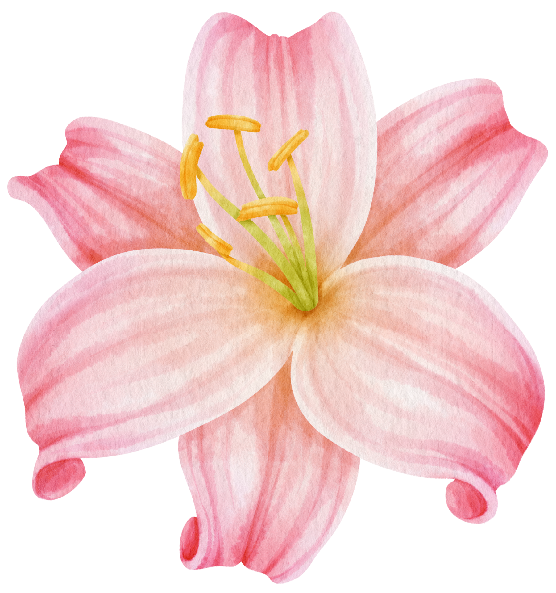 Free ilustración de acuarela de flores de lirio rosa 9785269 PNG with Transparent Background Free ilustración de acuarela de flores de lirio rosa 9785269 PNG with Transparent Background