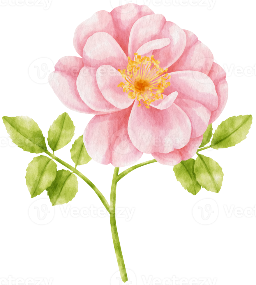 rosa ros blommor akvarell illustration png