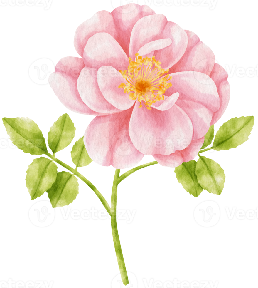 ilustração em aquarela de flores rosas cor de rosa png