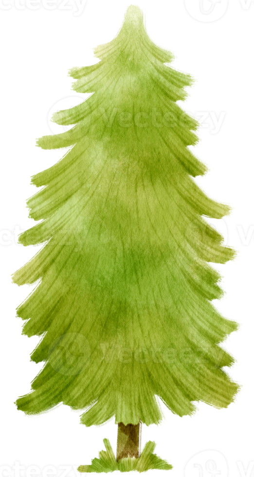 Pine Tree watercolor illustration for Decorative Element png