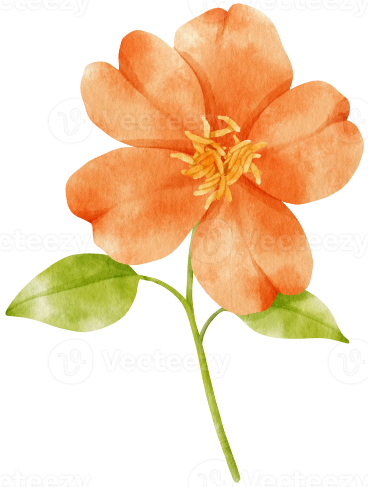 orange blommor akvarell illustration png