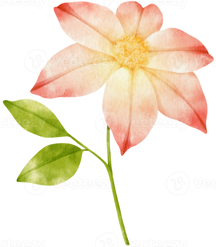 beautiful clematis flowers watercolor illustration png