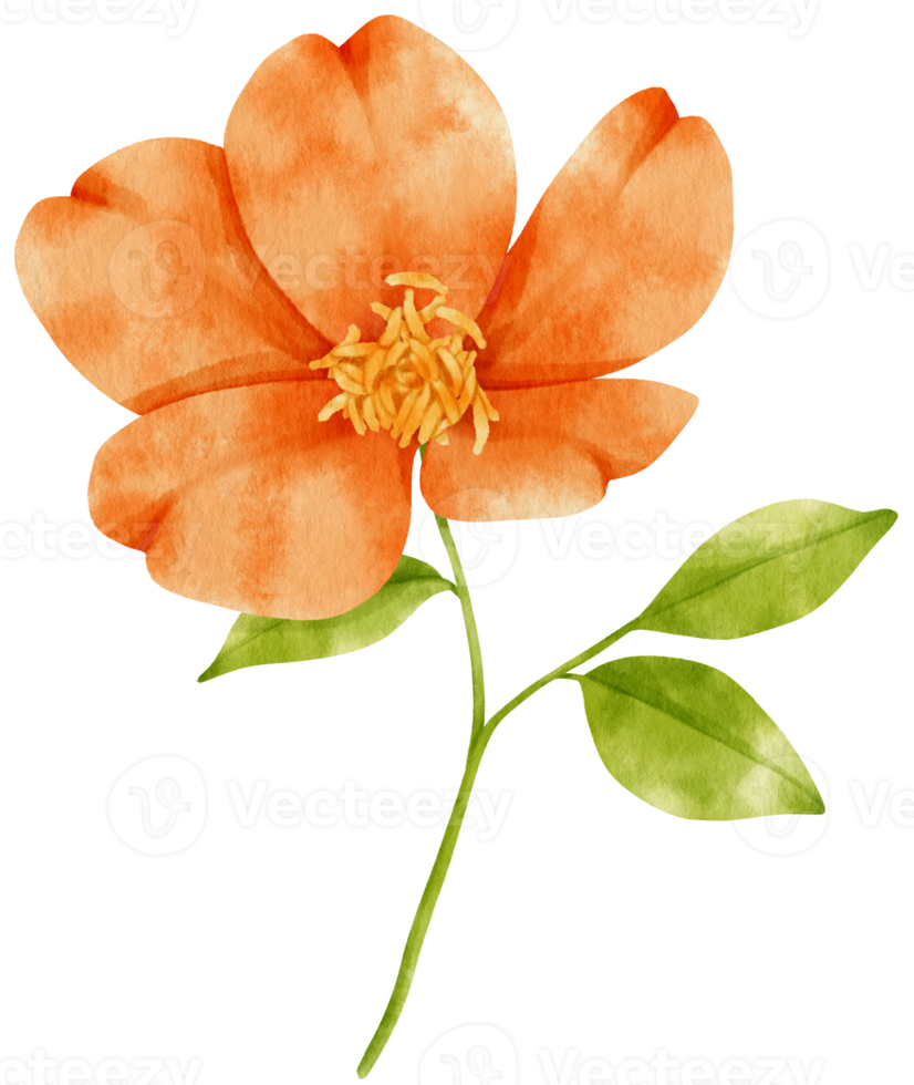Orange flowers watercolor illustration png