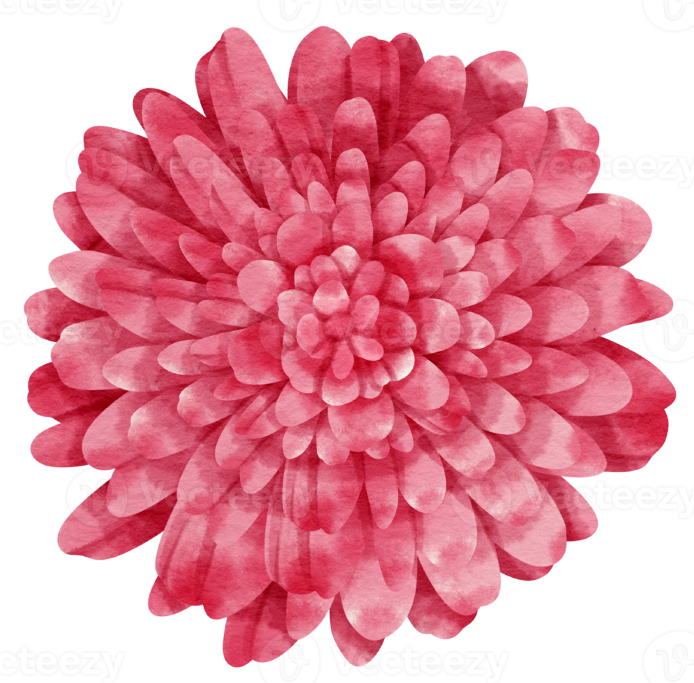 Red flower watercolor painted for Decorative Element png