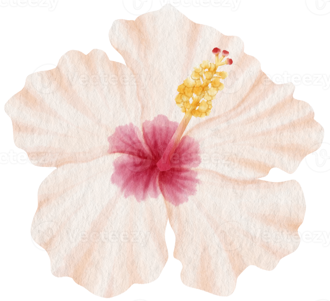White hibiscus flower watercolor style for Decorative Element png