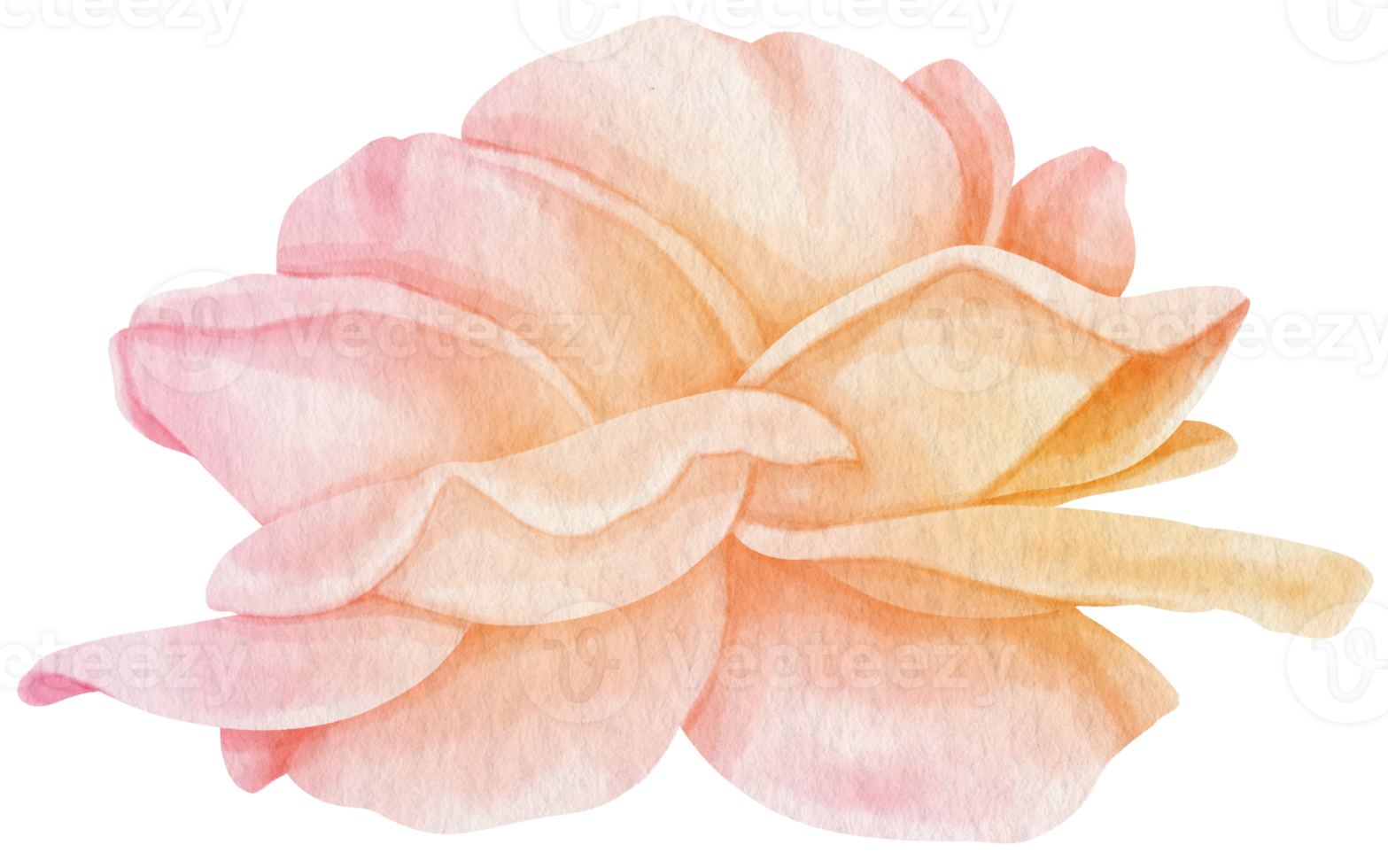 Pink rose flower watercolor style for Decorative Element png