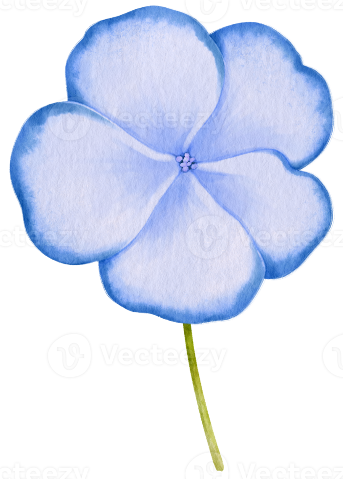 ilustración de acuarela de flores azules png