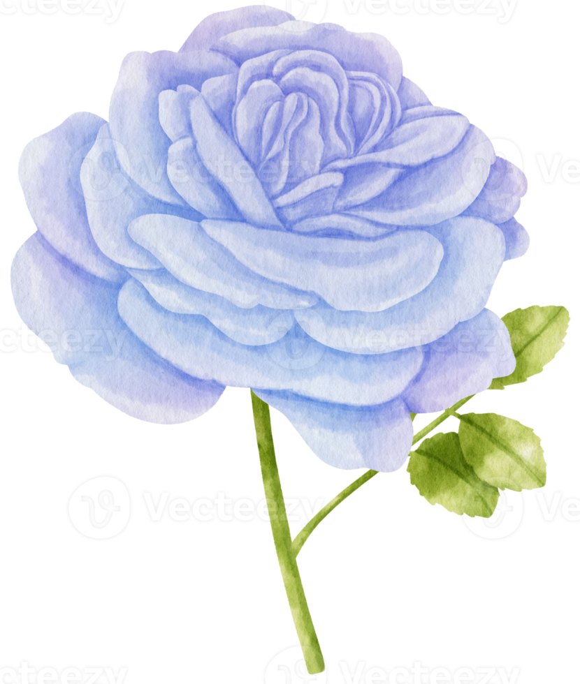 illustrazione dell'acquerello di fiori blu rosa png