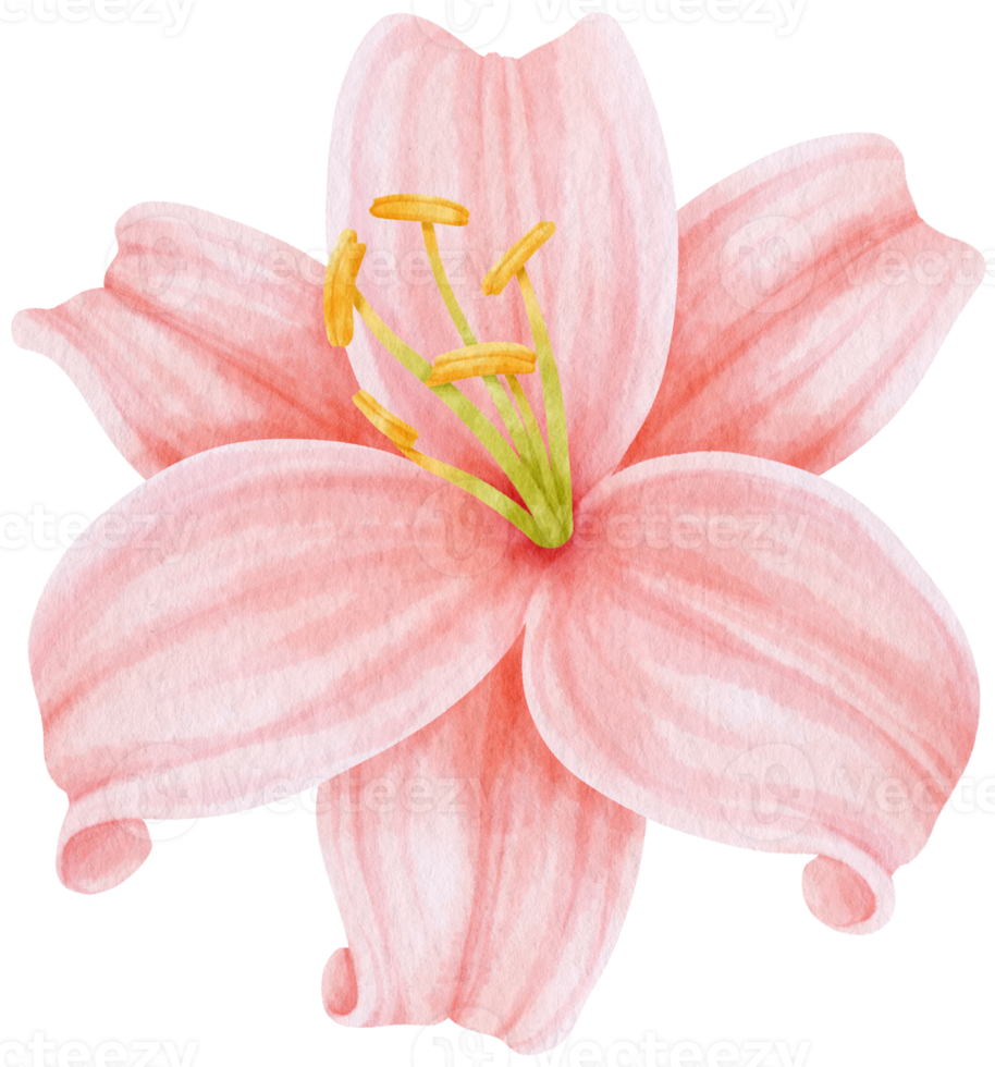 Pink lily flowers watercolor illustration png