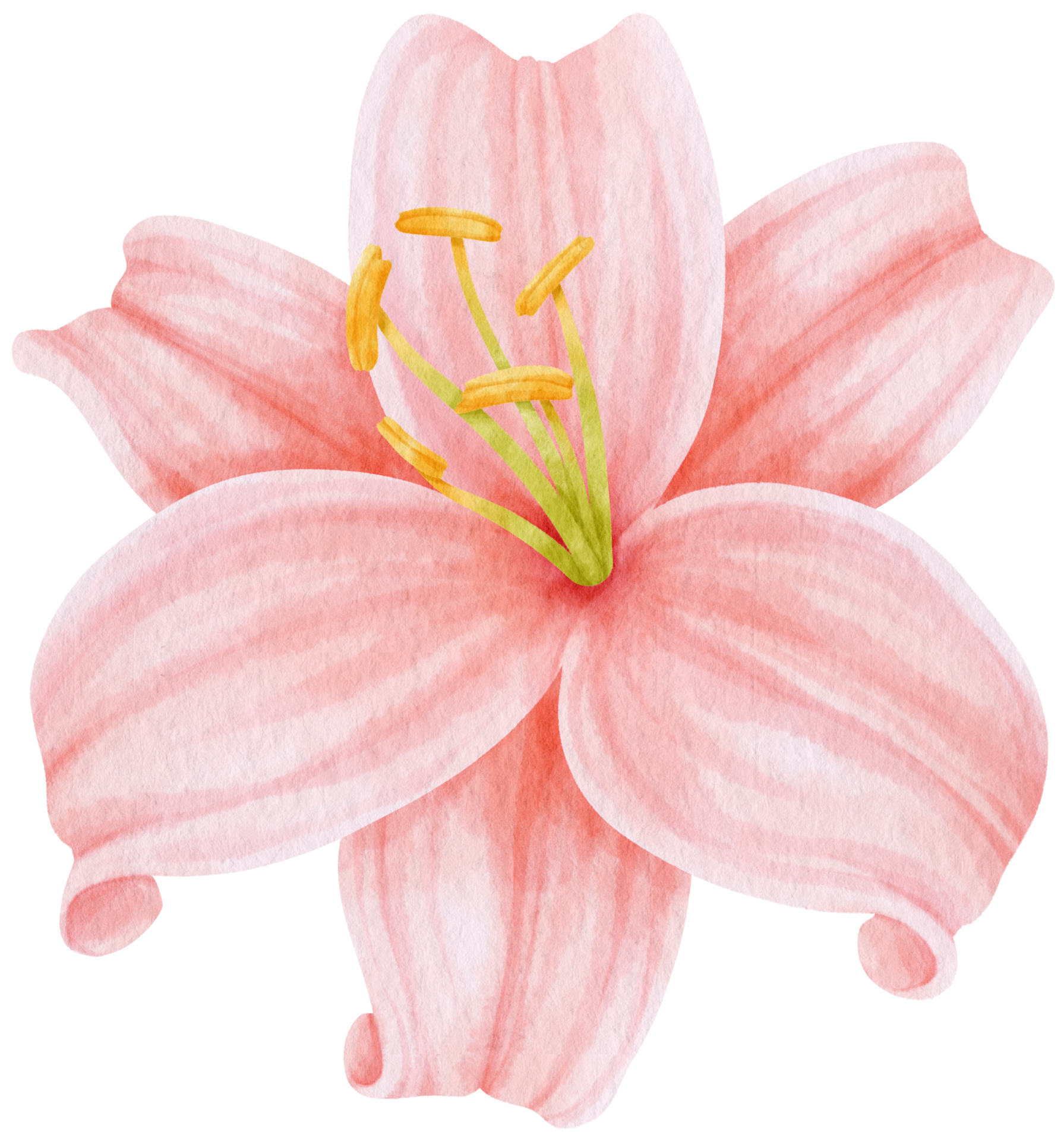 Free ilustración de acuarela de flores de lirio rosa 9785457 PNG with Transparent Background Free ilustración de acuarela de flores de lirio rosa 9785457 PNG with Transparent Background