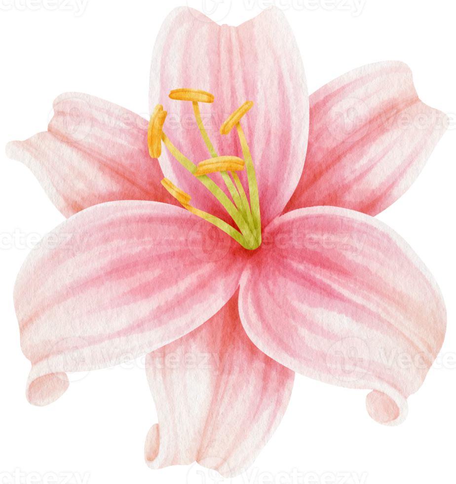 Pink lily flowers watercolor illustration png