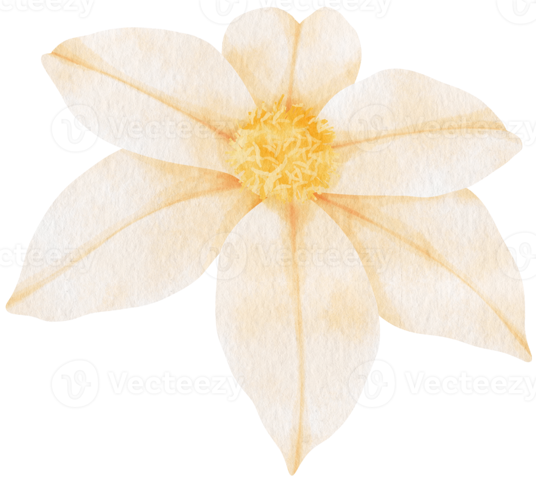 ilustração em aquarela de flores brancas de clematis png