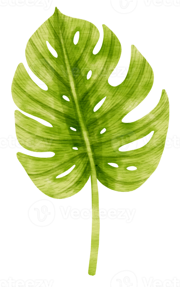 Tropical Green Leaf  watercolor style for Decorative Element png