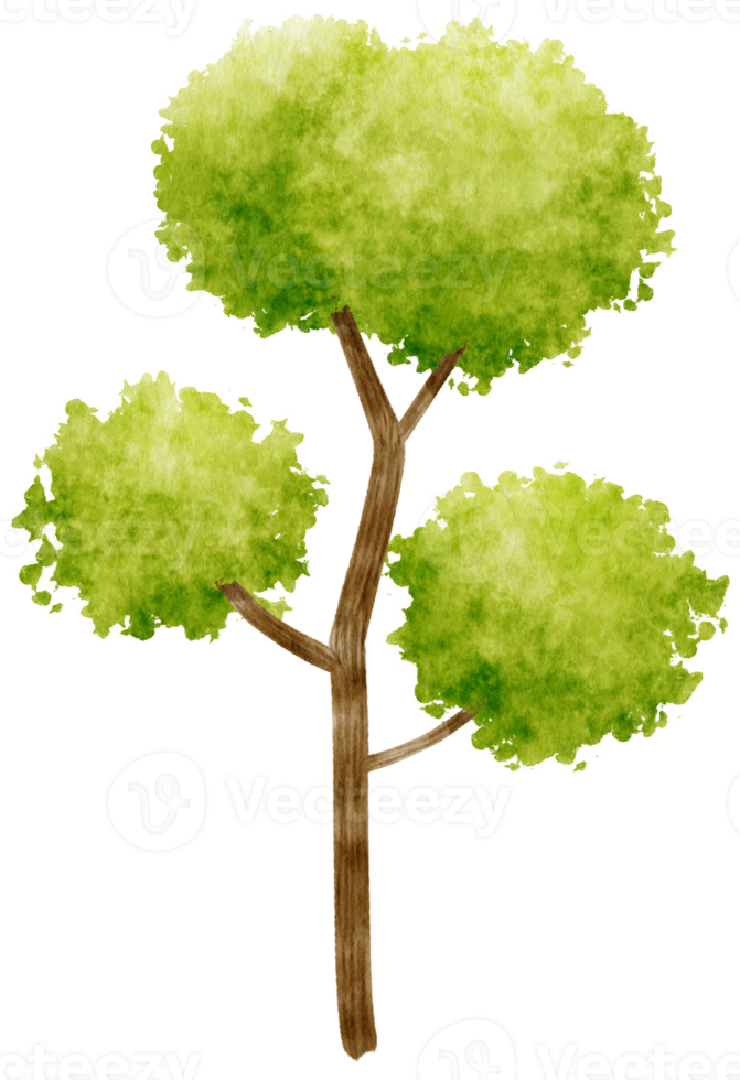 illustration aquarelle arbre pour élément décoratif png