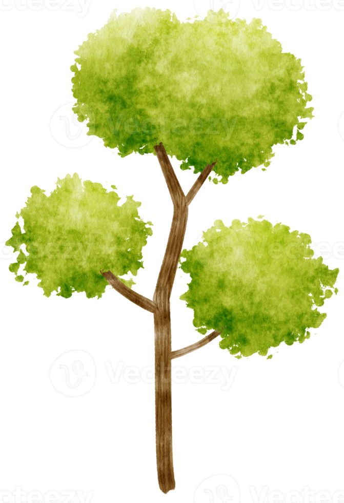 illustrazione dell'acquerello dell'albero per elemento decorativo png