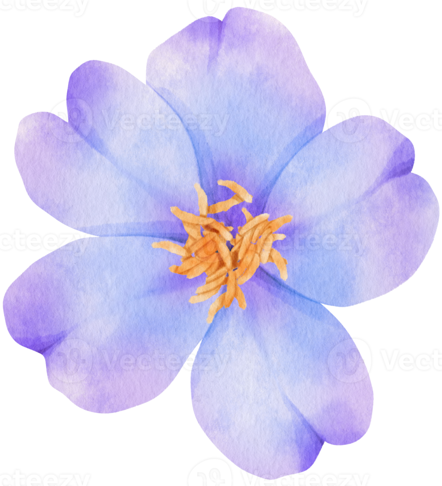 illustrazione dell'acquerello di fiori viola png