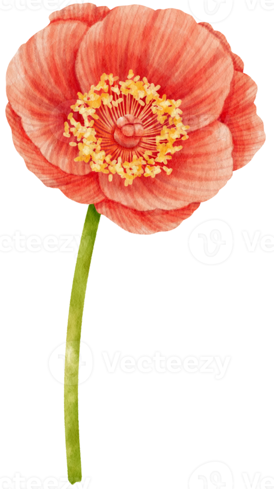 rode papaver bloemen aquarel illustratie png