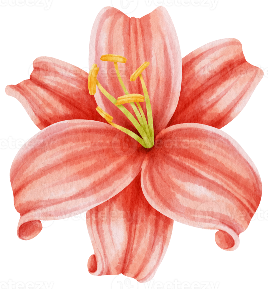 illustration aquarelle de fleurs de lys rouge png