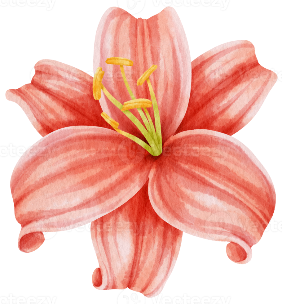 Red lily flowers watercolor illustration png