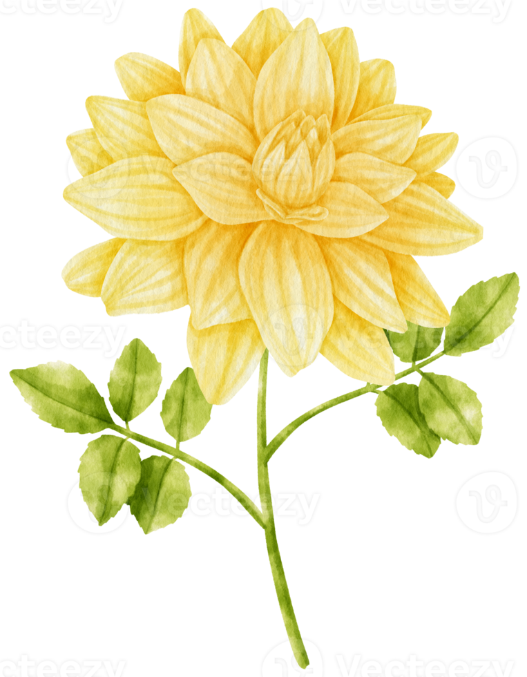 Yellow dahlia flowers watercolor illustration png