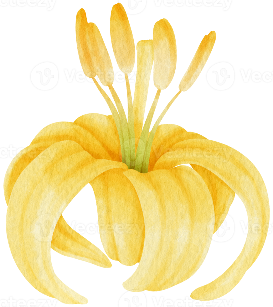 ilustração em aquarela de flores de lírio amarelo png