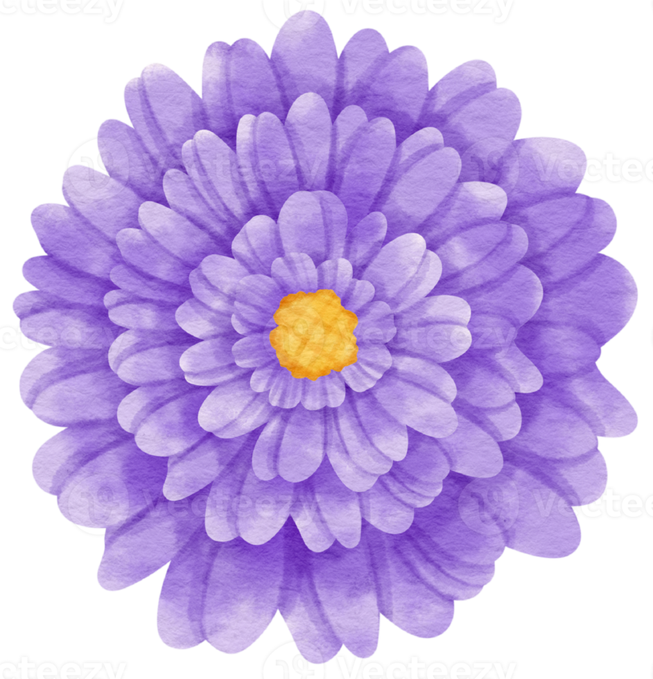 fiore viola dipinto ad acquerello per elemento decorativo png