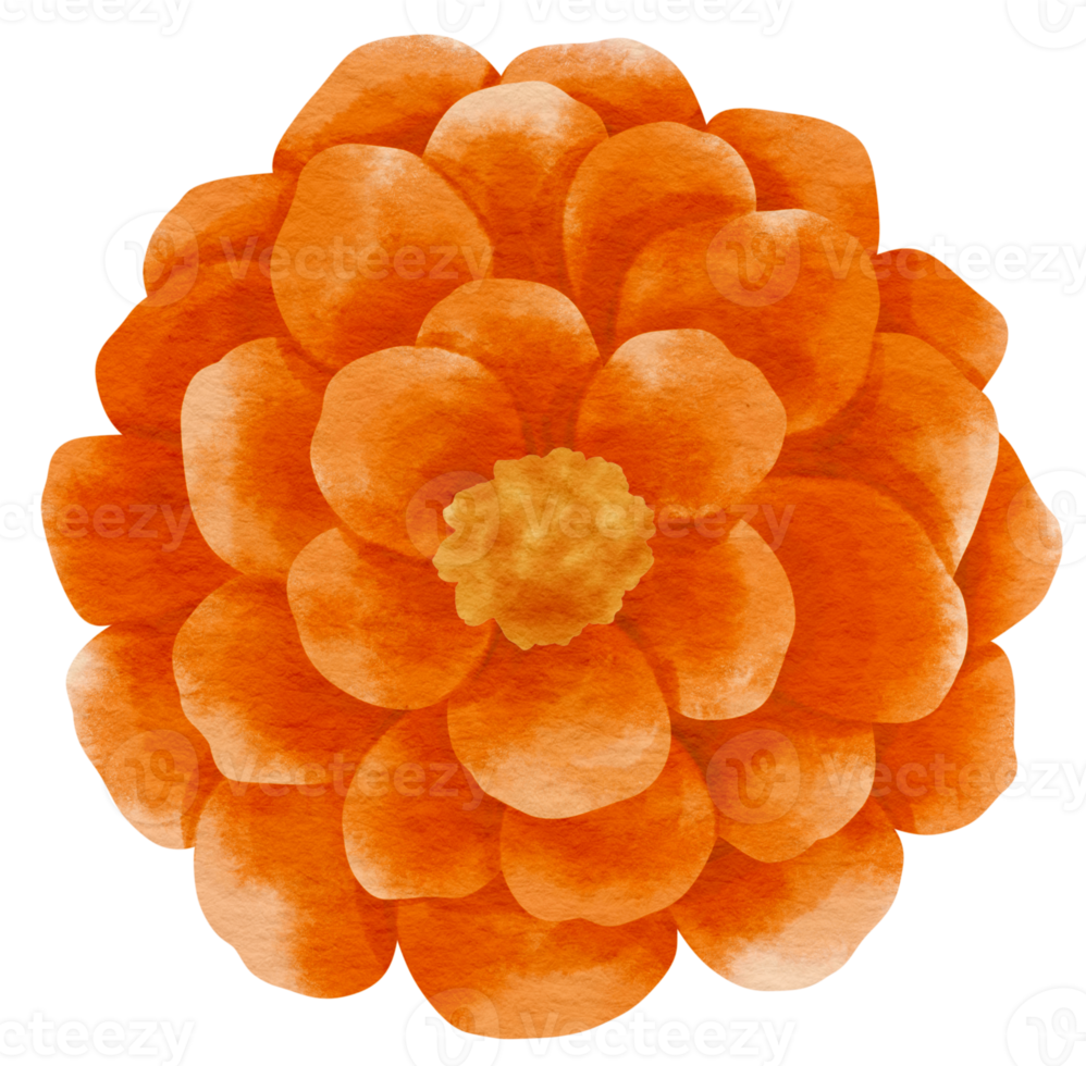 orange blumenaquarell gemalt für dekoratives element png