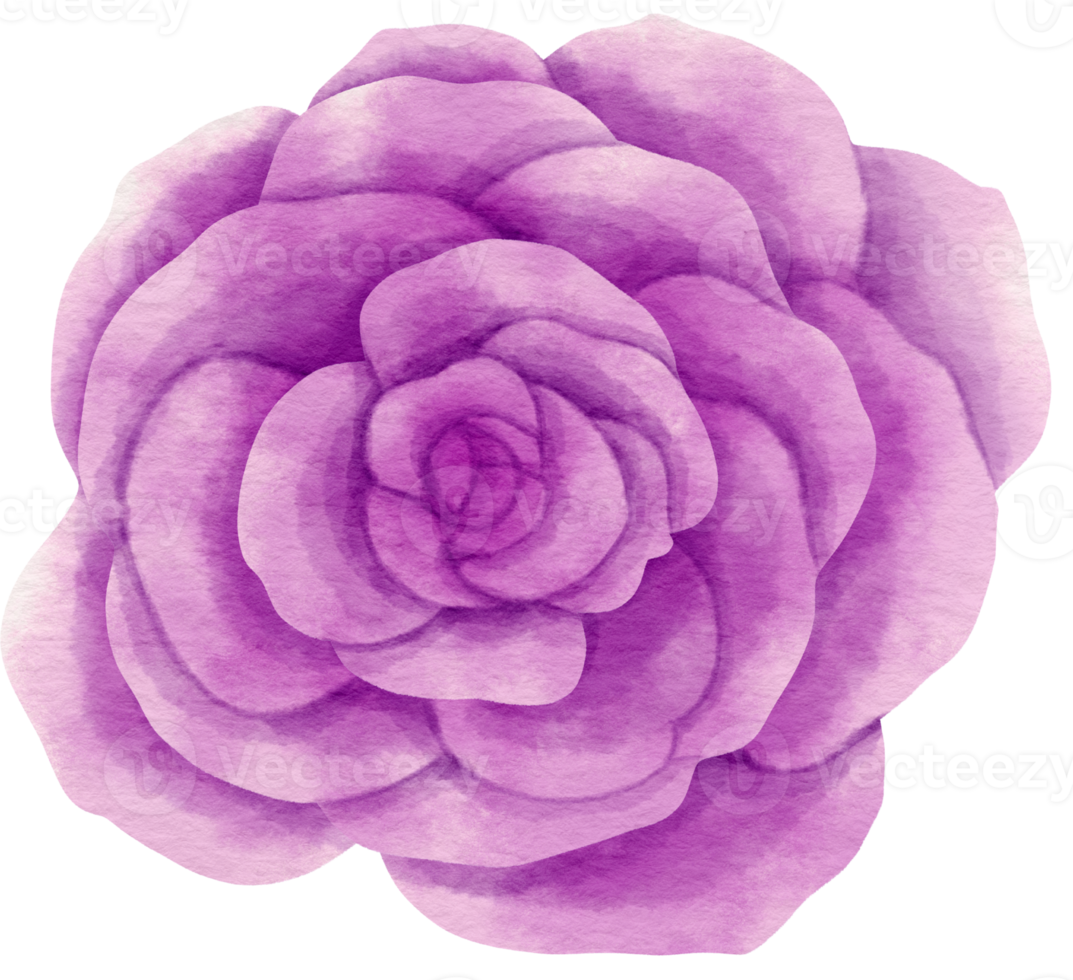 Purple rose flower watercolor painted for Decorative Element png