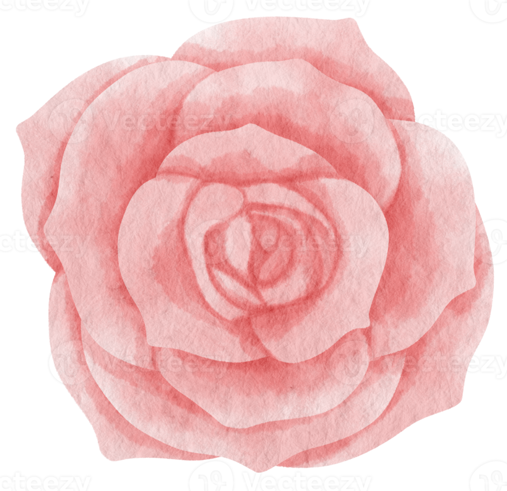 Pink rose flower watercolor painted for Decorative Element png