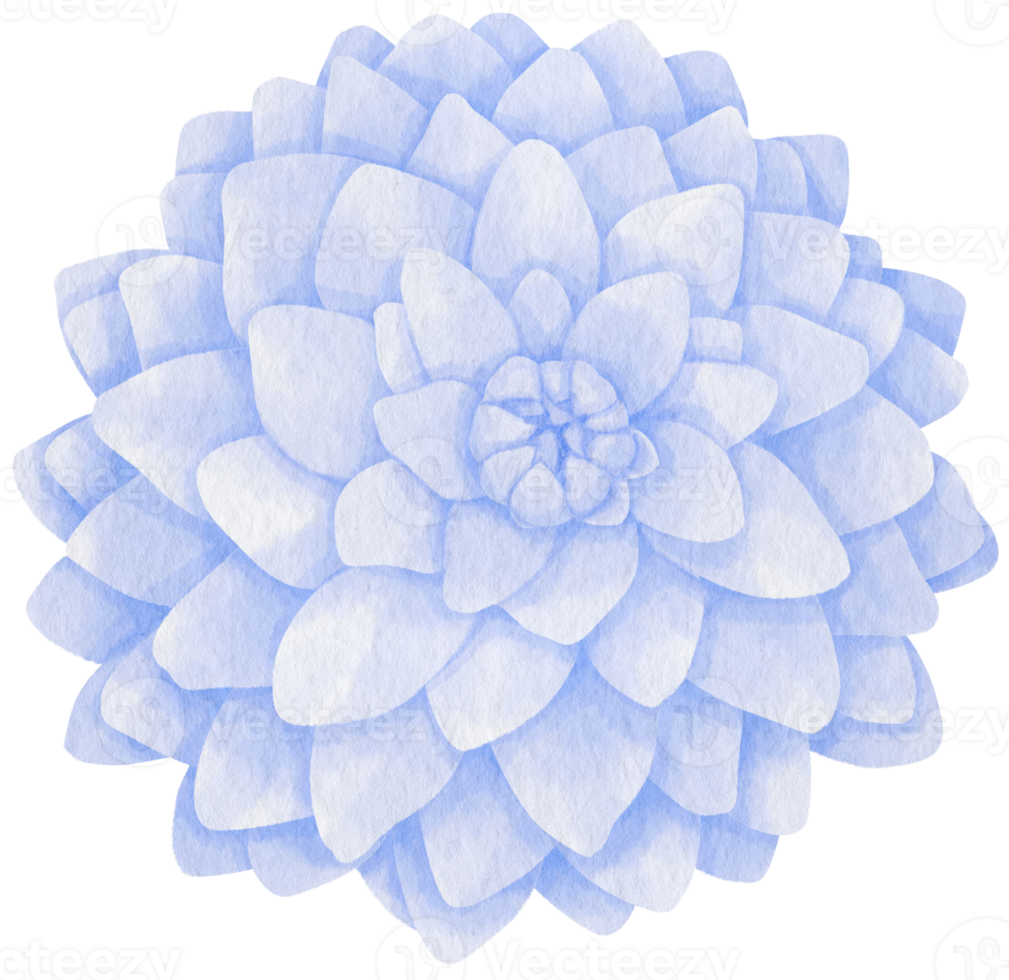 blue flowers watercolor illustration png