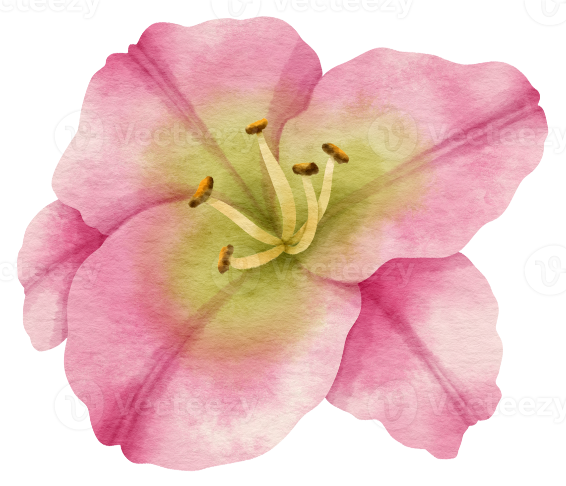 Pink flower watercolor painted for Decorative Element png