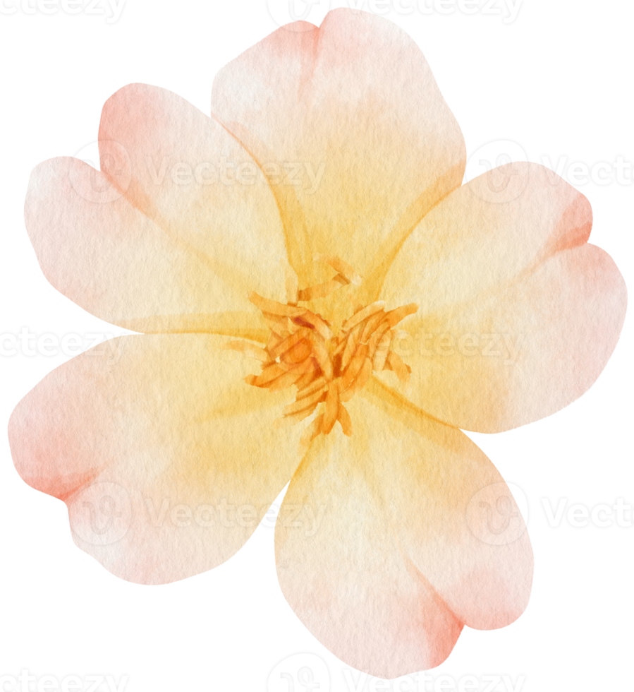 blommor akvarell illustration png