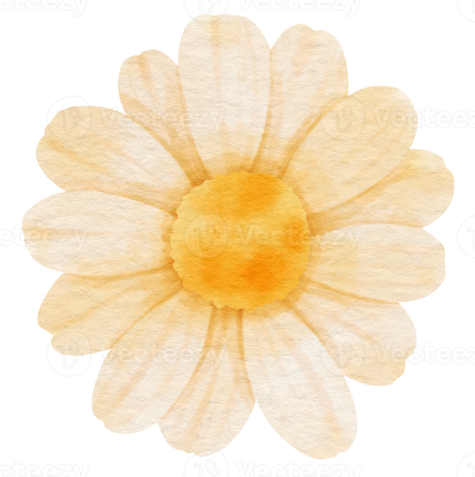 White flower watercolor painted for Decorative Element png