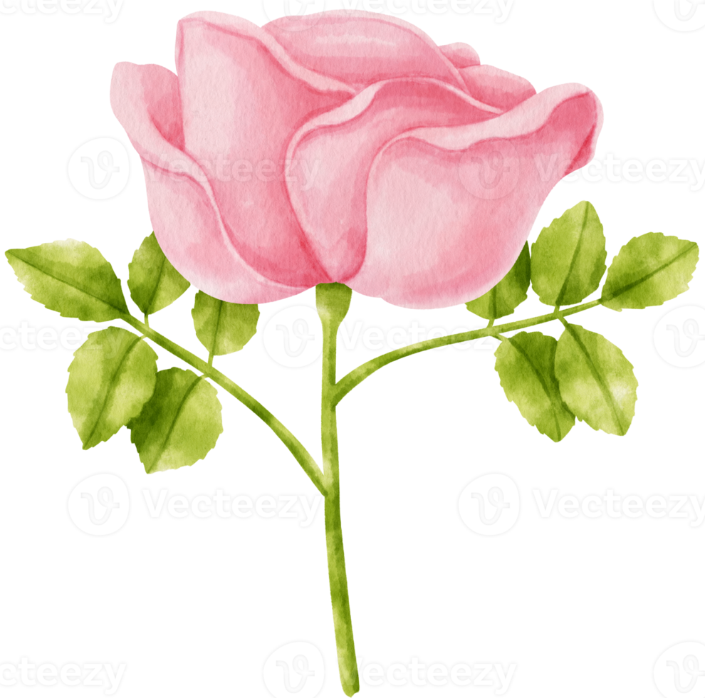 Pink rose flowers watercolor illustration png