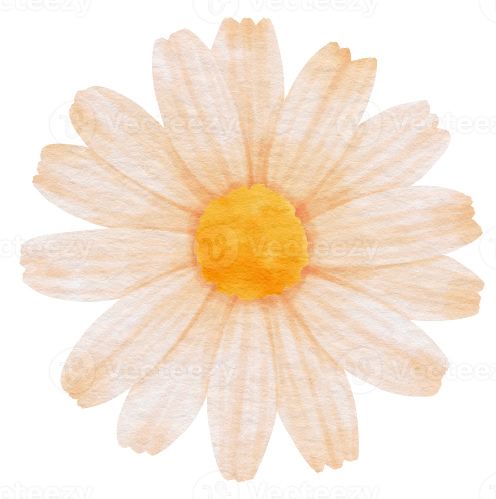 White flower watercolor painted for Decorative Element png