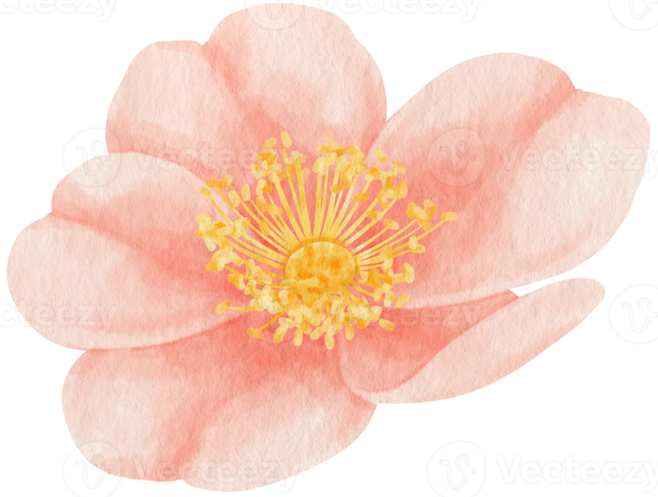 rosa blommor akvarell illustration png