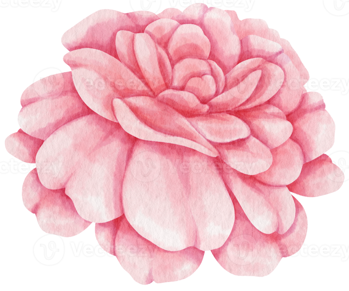 Beautiful pink rose flowers watercolor illustration png