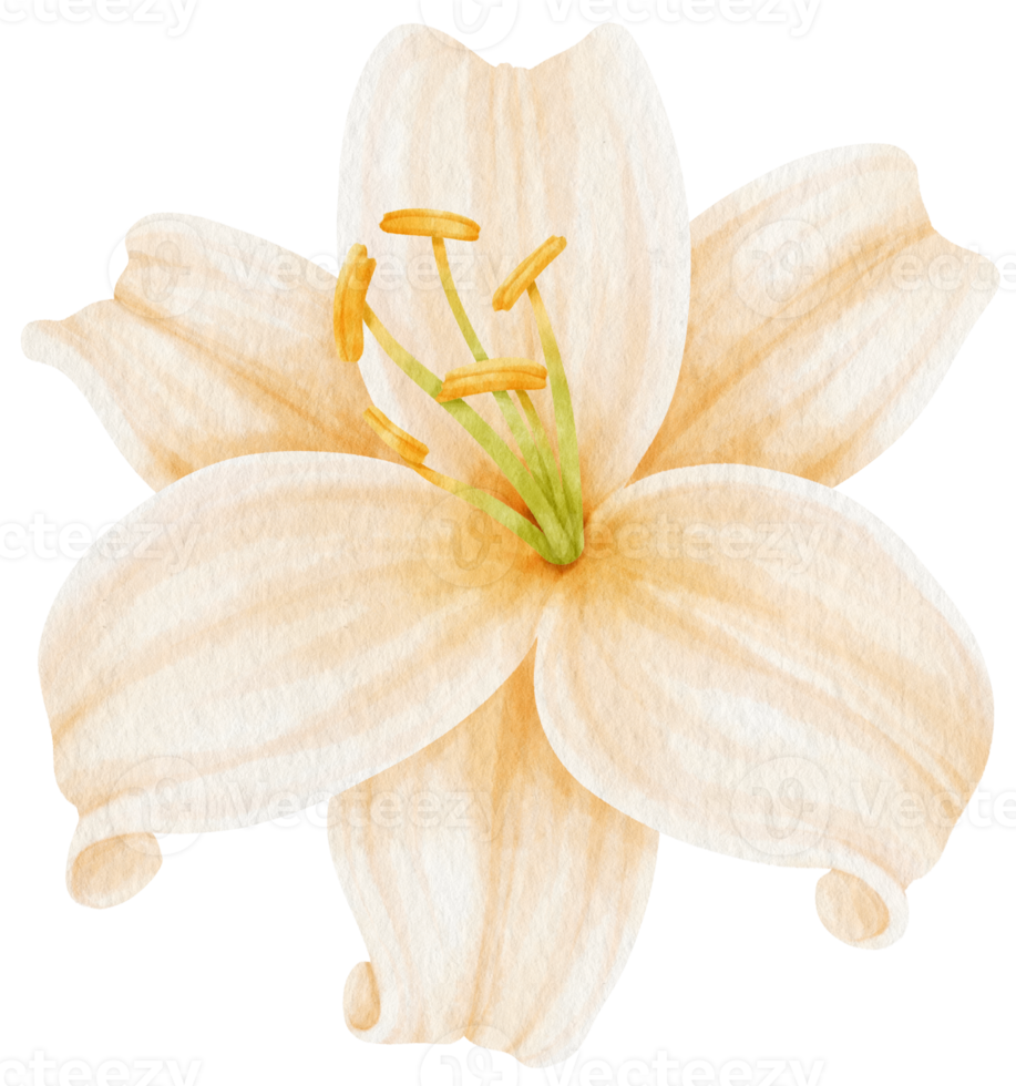 White lily flowers watercolor illustration png