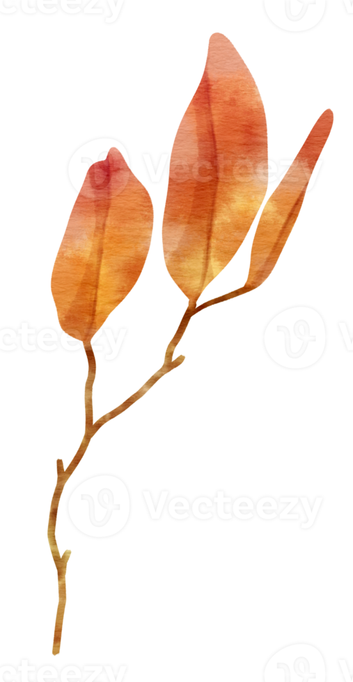 Branch of autumn red Leaf  watercolor style for Decorative Element png