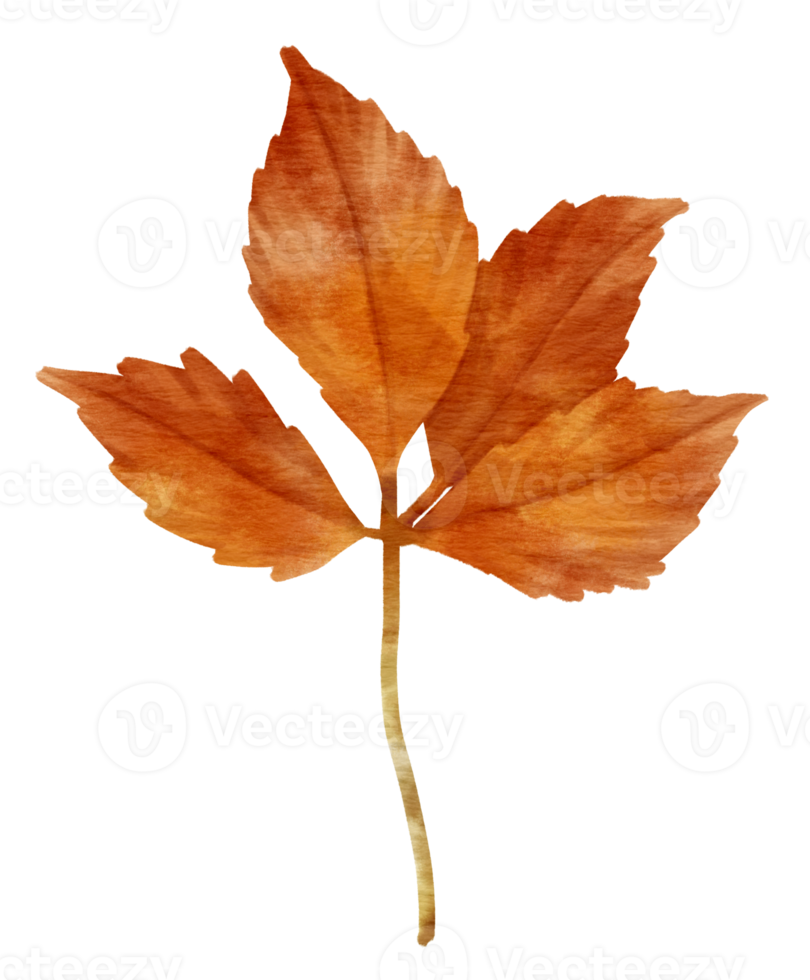 Branch of autumn red Leaf  watercolor style for Decorative Element png