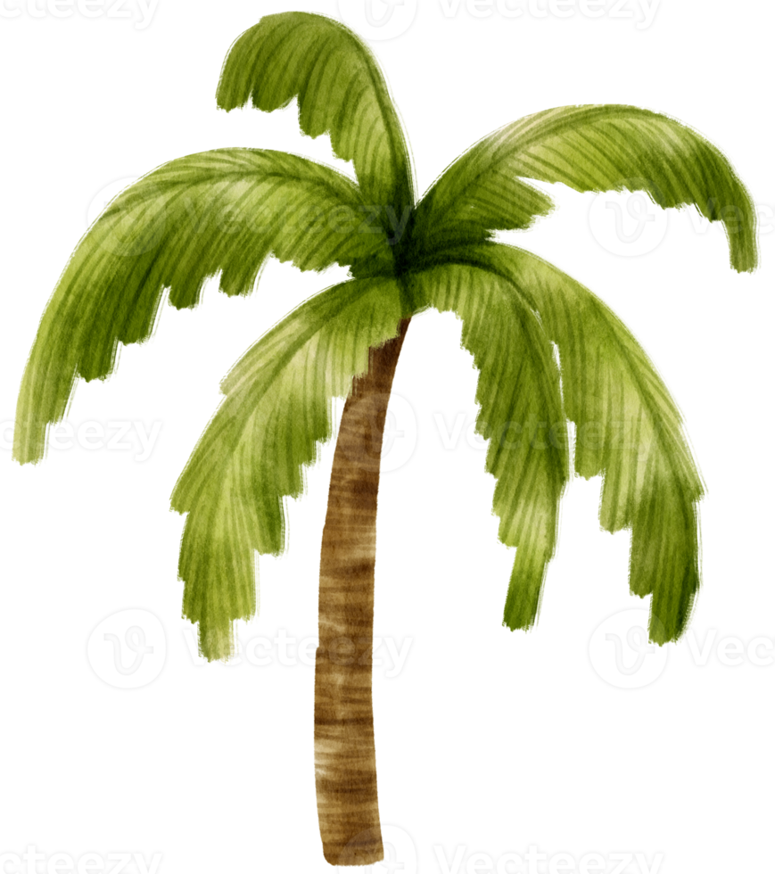 Coconut Tree watercolor illustration for Decorative Element png